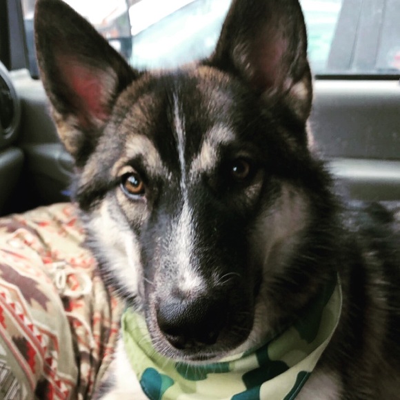 Meet your Posher, Indigo Raine - Picture 8 of 15